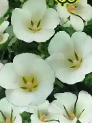Семена цветов Малопа "Беляна"