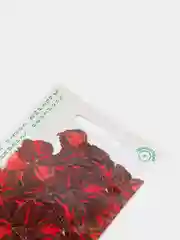 Колеус "Танец радуги",  семена, цветы