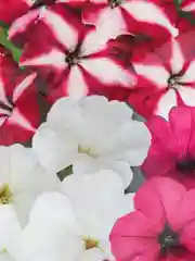 Петуния Вишневый пломбир, семена, цветы