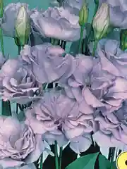 Эустома, "Эхо лаванда", семена, цветы