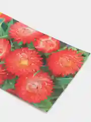 Гелихризум Огненный шар, семена, цветы