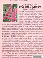 Спирея Малиновый десерт (семена,цветы)