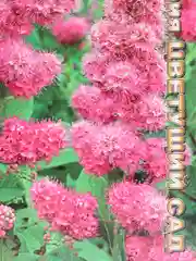 Спирея Малиновый десерт (семена,цветы)