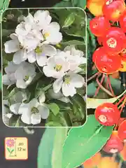 Семена цветов, яблоня "Дарьюшка"
