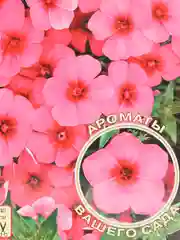 Семена цветов "Флокс Малиновый мусс"