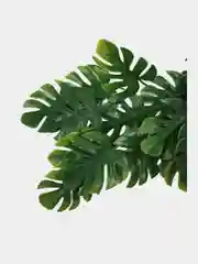 Белый цветы искусственные, зелень