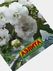 Семена цветы "Эустома Корелли белая"