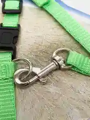 Зеленый шлейка с поводком прогулочная для кошек