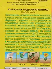 Книфофия Фламенко (семена,цветы)