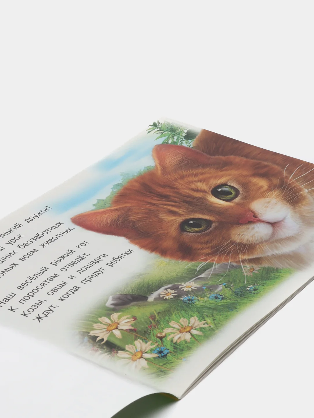 Багровый книга детская о животных