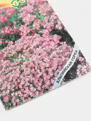 Семена цветы "Арабис альпийский Розовый"