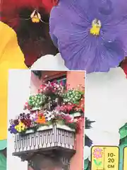 Фиалка Образцовый балкон (семена,цветы)