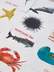 Обучающие карточки по методике Глена Домана