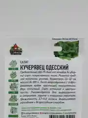 Семена Салат среднеспелый "Кучерявец Одесский", хрустящий, 0,5 г