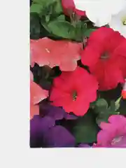 Петуния "Радуга" (семена, цветы)