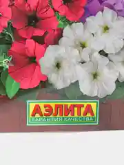 Семена Цветов Петуния "Фиолетовый поток" F1, многоцветковая, смесь окрасок, 10 шт