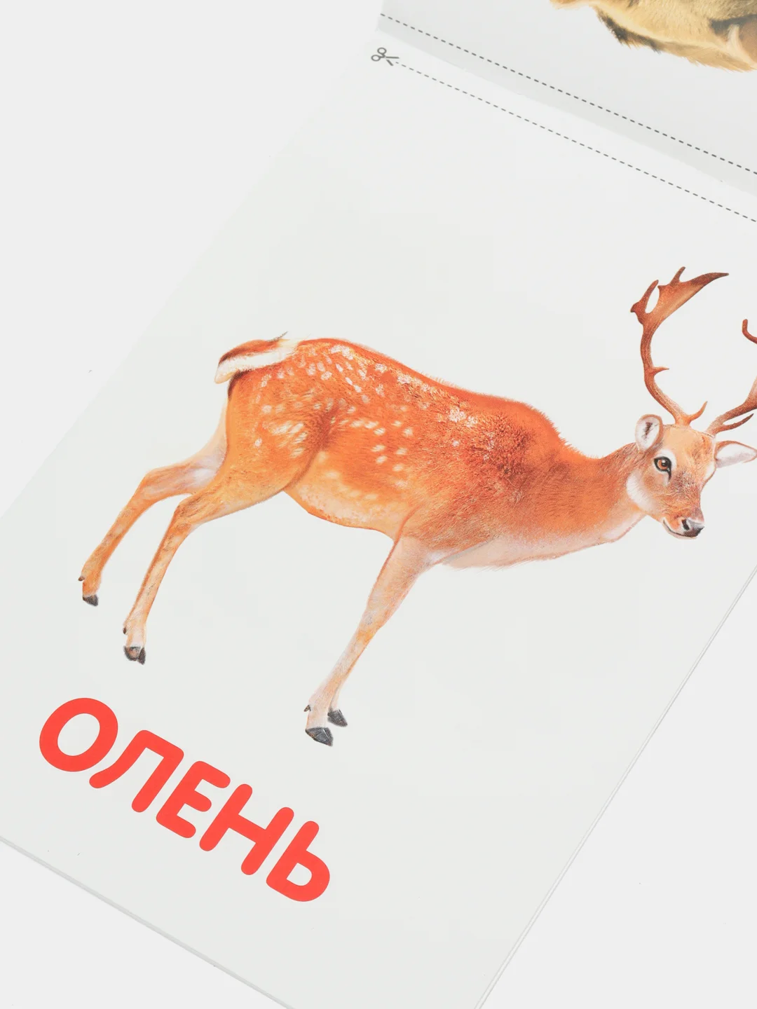 Зеленый обучающая книжка-карточка по методике Г. Домана
