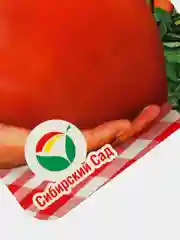 Семена "Томат Сибирский карлик"