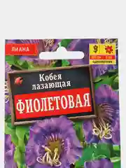 Кобея "Фиолетовая" (семена, цветы)