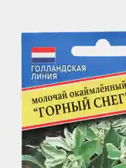 Семена цветы Молочай Горный снег