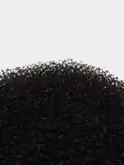 Губки для внешних фильтров  EX 400/600/700/800, 2 штуки, 160мм*25мм