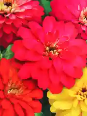 Цинния Захара смесь (семена,цветы)