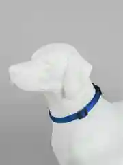 Синий ошейник для животных