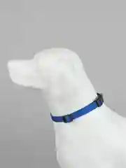 Синий ошейник для животных