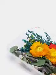 Красный сухоцветы для создания украшений