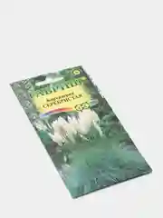 Семена цветы "Кортадерия Серебристая"