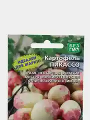 Картофель Пикассо (семена)