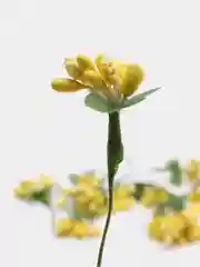 Желтый тычинки сахарные для цветов