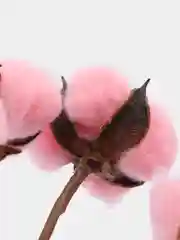 Розовый хлопок натуральный, сухоцветы, 10 штук
