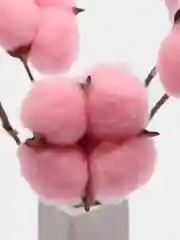 Розовый хлопок натуральный, сухоцветы, 10 штук