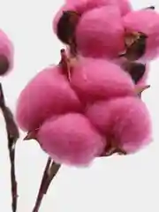 Фуксия хлопок натуральный, сухоцветы, 10 штук