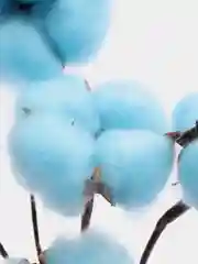 Голубой хлопок натуральный, сухоцветы, 10 штук