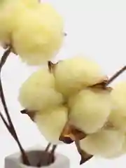 Светло-жёлтый хлопок натуральный, сухоцветы, 10 штук