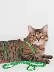 Шлейка с поводком для кошек и собак мелких пород