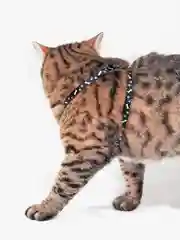 Черный шлейка с поводком для кошек и собак мелких пород
