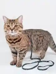 Черный шлейка с поводком для кошек и собак мелких пород