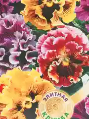 Семена Гавриш виола виттрока "Махровое кружево"