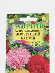 Астра "Эрфуртский карлик", семена, цветы