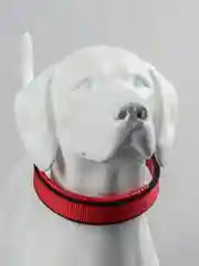 Коралловый ошейник нейлоновый, для собак и кошек, с подкладкой, разные цвета