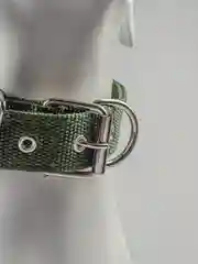 Зеленый ошейник нейлоновый, для собак и кошек, с подкладкой, разные цвета