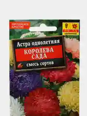 Астра Королева сада (семена,цветы)