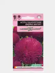 Семена Астра "Джувел аметист"