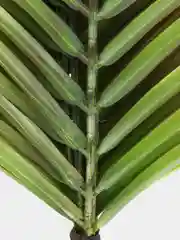 Зеленый папоротник