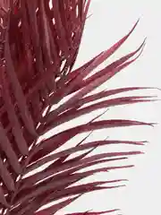 Бордовый папоротник
