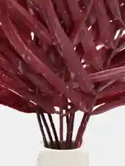 Бордовый папоротник