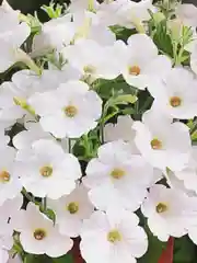 Петуния Аморе Мио белая (семена,цветы)